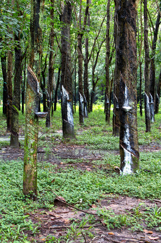 Tapped rubber trees